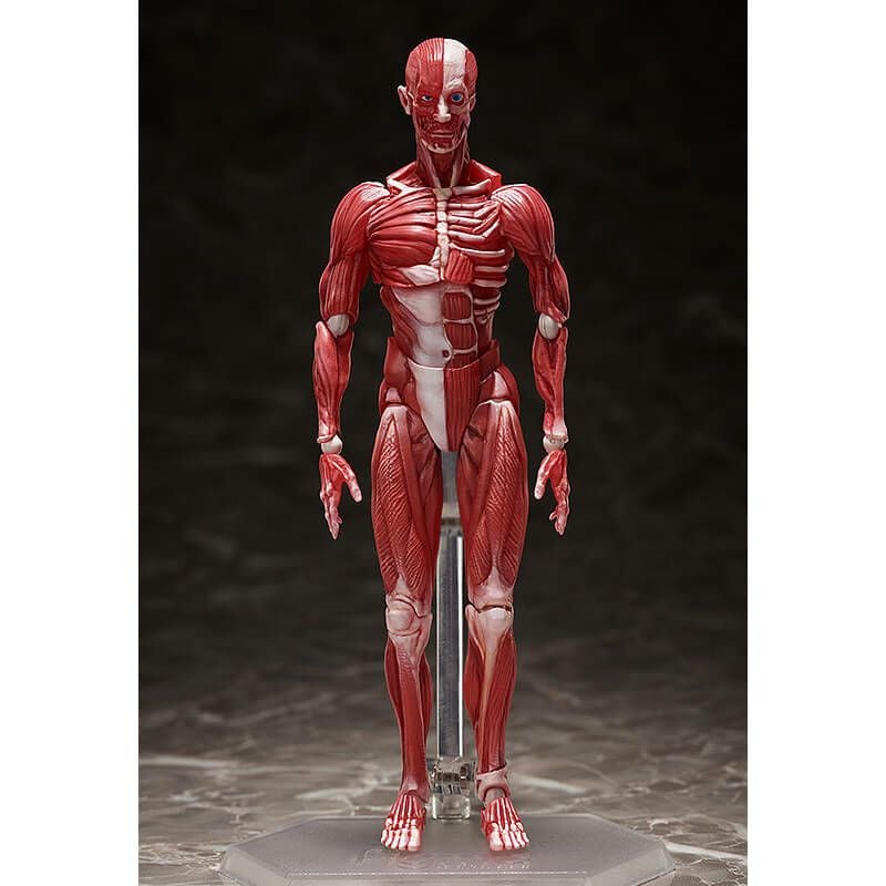 フリーイング figma 人体模型 可動フィギュア【在庫品】 | ガンギ