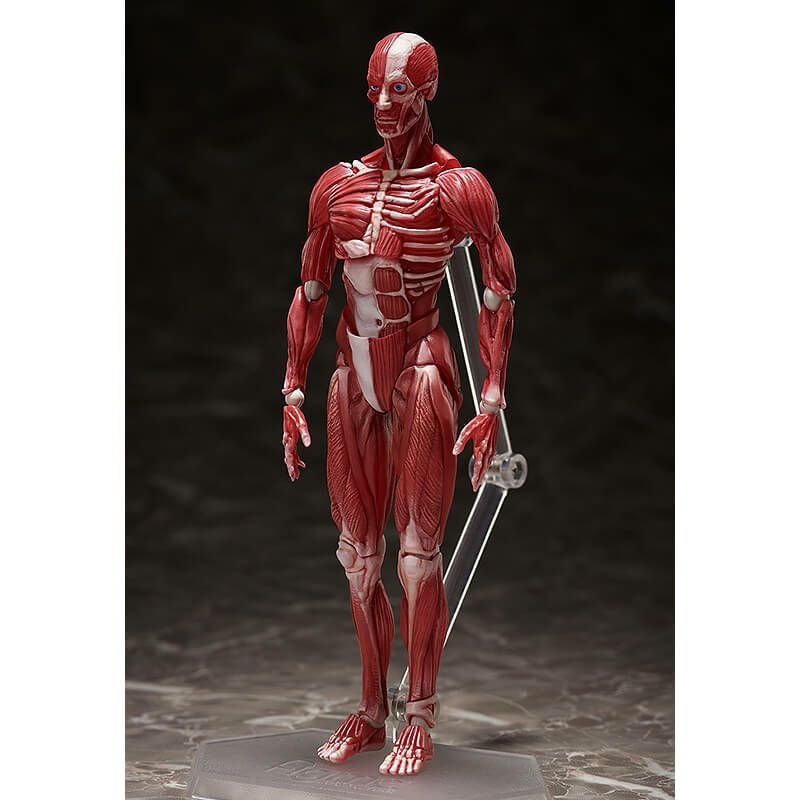 フリーイング figma 人体模型 可動フィギュア【在庫品】 | ガンギ