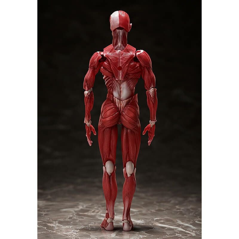 フリーイング figma 人体模型 可動フィギュア【在庫品】 | ガンギ
