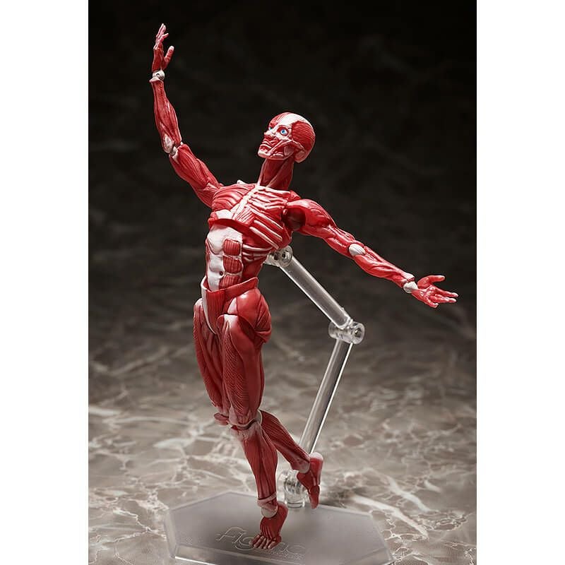 フリーイング figma 人体模型 可動フィギュア【在庫品】 | ガンギ